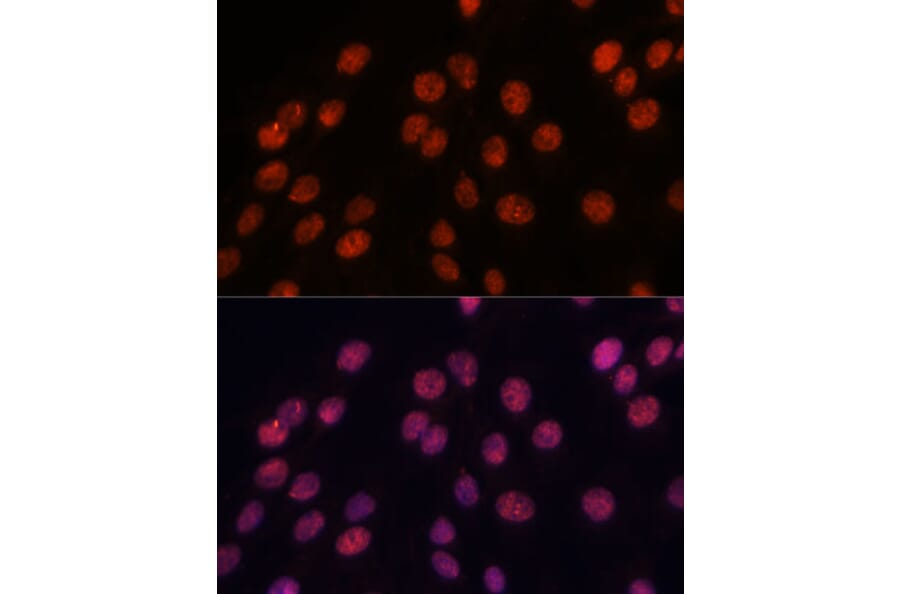 Immunofluorescence - Anti-Importin 8 Antibody (A88056) - Antibodies.com