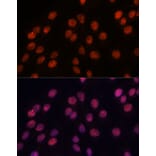 Immunofluorescence - Anti-Importin 8 Antibody (A88056) - Antibodies.com