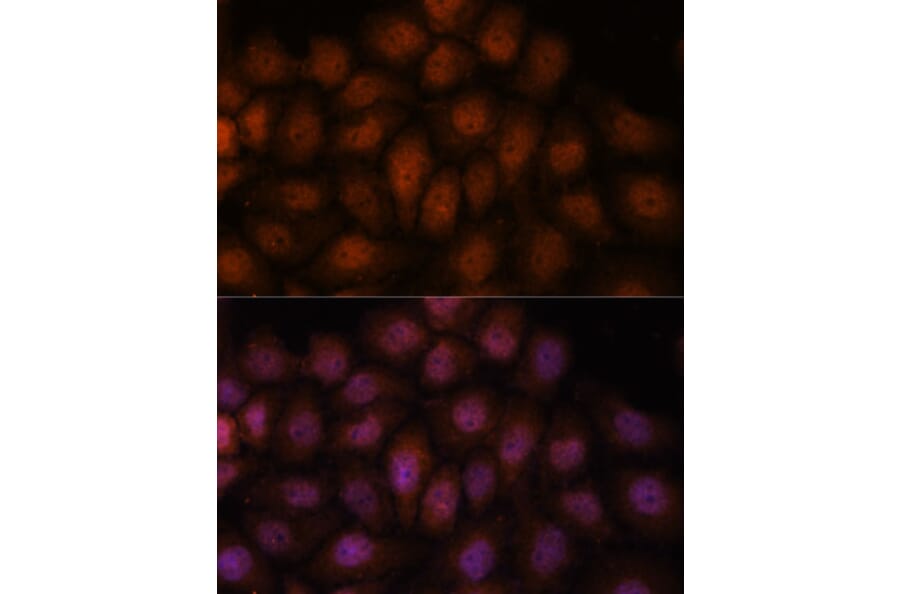 Immunofluorescence - Anti-Importin 8 Antibody (A88056) - Antibodies.com