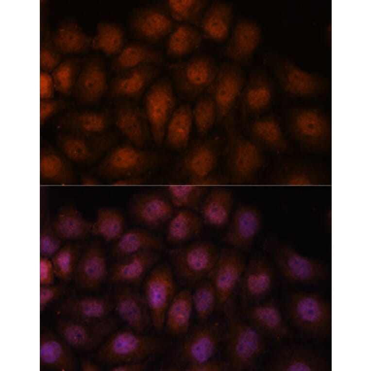 Immunofluorescence - Anti-Importin 8 Antibody (A88056) - Antibodies.com