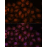 Immunofluorescence - Anti-Importin 8 Antibody (A88056) - Antibodies.com