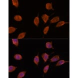 Immunofluorescence - Anti-Importin 8 Antibody (A88056) - Antibodies.com