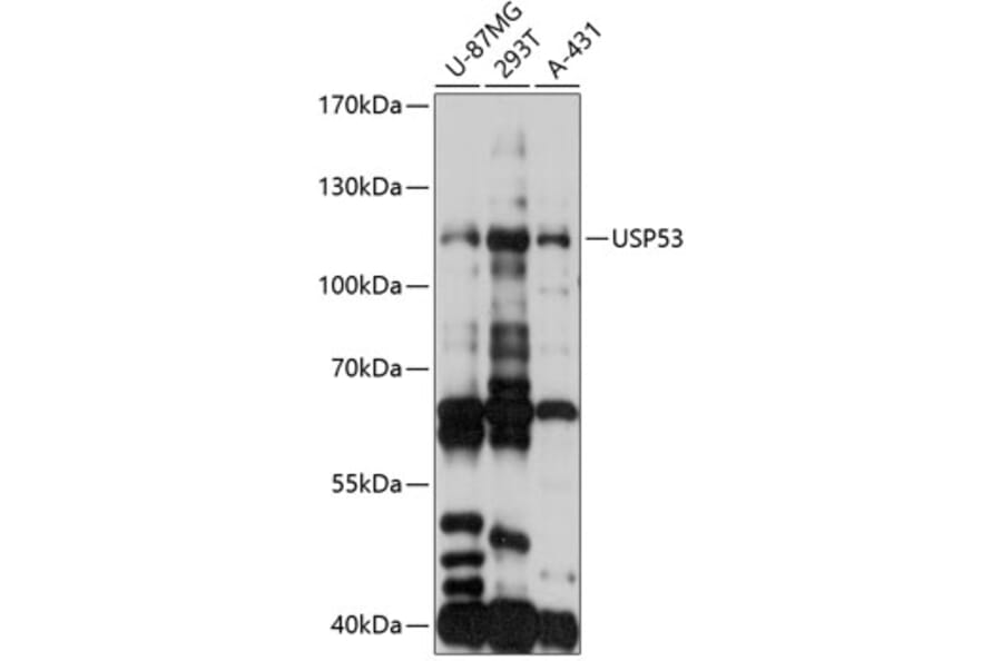 Western Blot - Anti-USP53 Antibody (A88057) - Antibodies.com