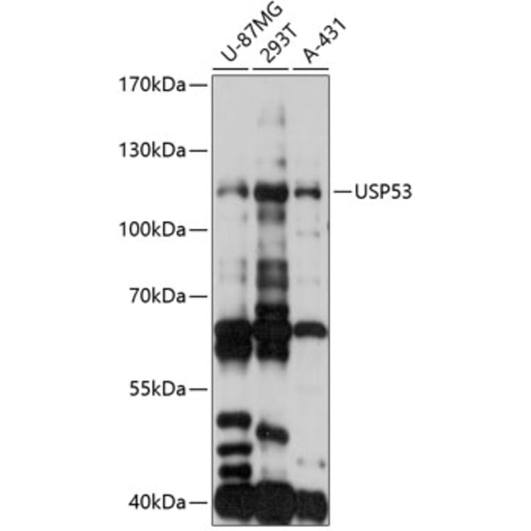 Western Blot - Anti-USP53 Antibody (A88057) - Antibodies.com