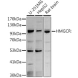 Western Blot - Anti-HMGCR Antibody (A88058) - Antibodies.com