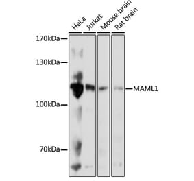 Western Blot - Anti-MAML1 Antibody (A88059) - Antibodies.com