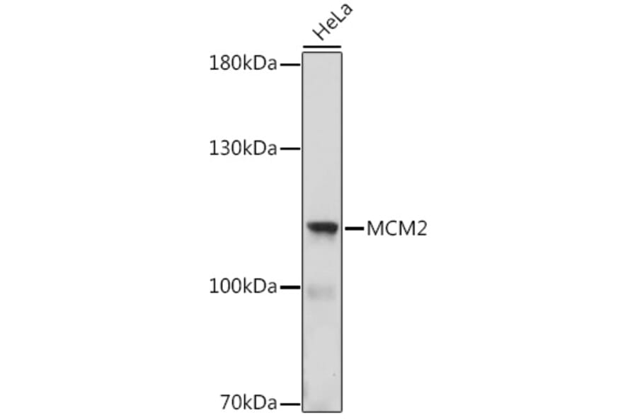 Western Blot - Anti-MCM2 Antibody (A16276) - Antibodies.com