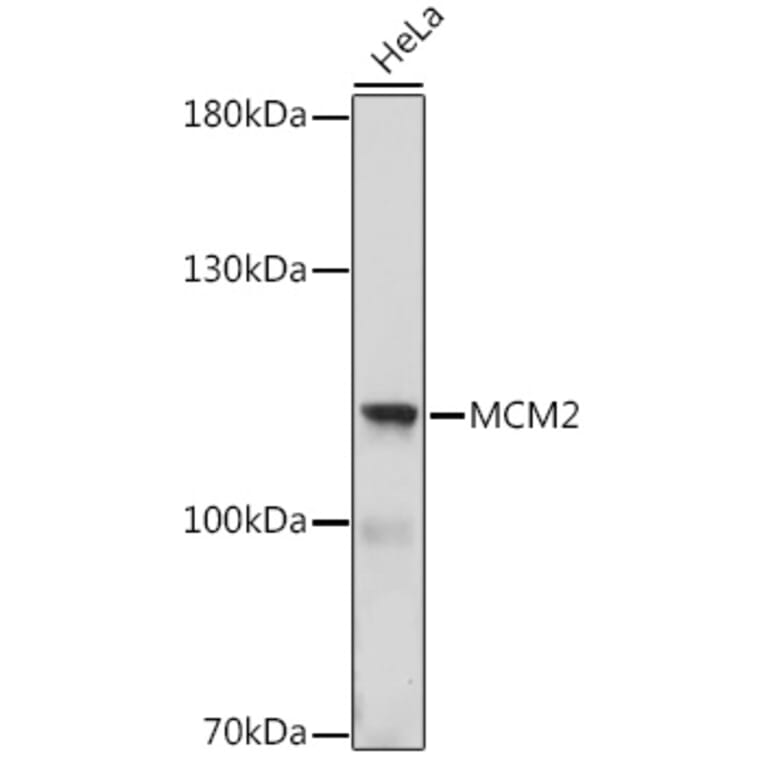 Western Blot - Anti-MCM2 Antibody (A16276) - Antibodies.com