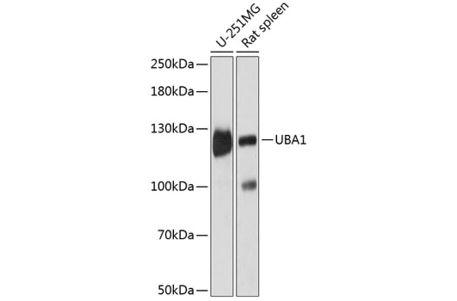Western Blot - Anti-E1 Ubiquitin Activating Enzyme 1/UBA1 Antibody (A88062) - Antibodies.com