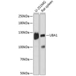 Western Blot - Anti-E1 Ubiquitin Activating Enzyme 1/UBA1 Antibody (A88062) - Antibodies.com