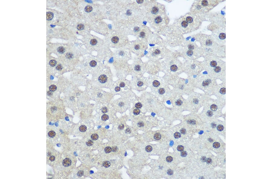 Immunohistochemistry - Anti-E1 Ubiquitin Activating Enzyme 1/UBA1 Antibody (A88062) - Antibodies.com