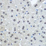 Immunohistochemistry - Anti-E1 Ubiquitin Activating Enzyme 1/UBA1 Antibody (A88062) - Antibodies.com