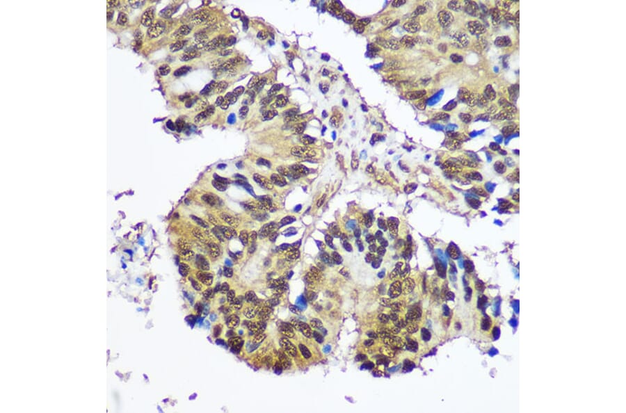 Immunohistochemistry - Anti-E1 Ubiquitin Activating Enzyme 1/UBA1 Antibody (A88062) - Antibodies.com