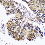 Immunohistochemistry - Anti-E1 Ubiquitin Activating Enzyme 1/UBA1 Antibody (A88062) - Antibodies.com
