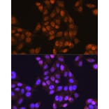 Immunofluorescence - Anti-E1 Ubiquitin Activating Enzyme 1/UBA1 Antibody (A88062) - Antibodies.com