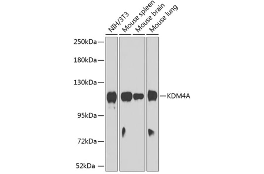 Western Blot - Anti-KDM4A Antibody (A12551) - Antibodies.com