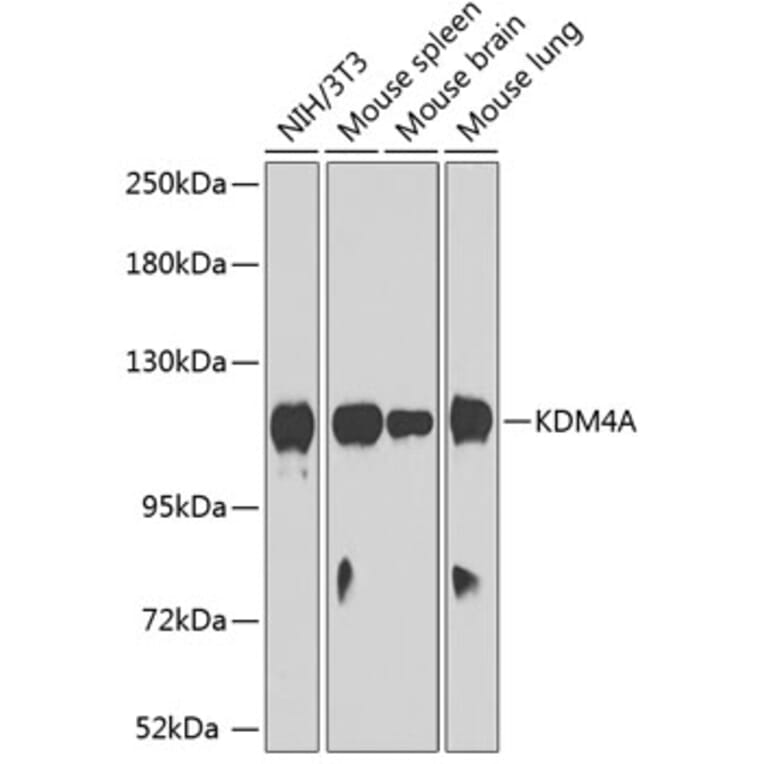 Western Blot - Anti-KDM4A Antibody (A12551) - Antibodies.com