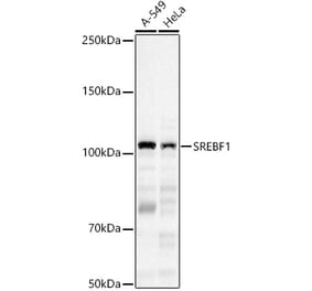 Western Blot - Anti-SREBP1 Antibody (A88065) - Antibodies.com