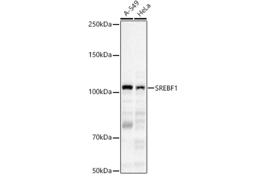 Western Blot - Anti-SREBP1 Antibody (A88065) - Antibodies.com