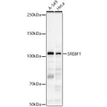 Western Blot - Anti-SREBP1 Antibody (A88065) - Antibodies.com