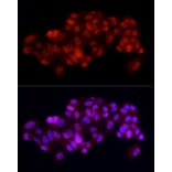 Immunofluorescence - Anti-SREBP1 Antibody (A88065) - Antibodies.com