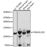 Western Blot - Anti-TMEM132D Antibody (A88067) - Antibodies.com