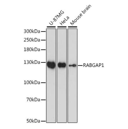 Western Blot - Anti-RABGAP1 Antibody (A88068) - Antibodies.com