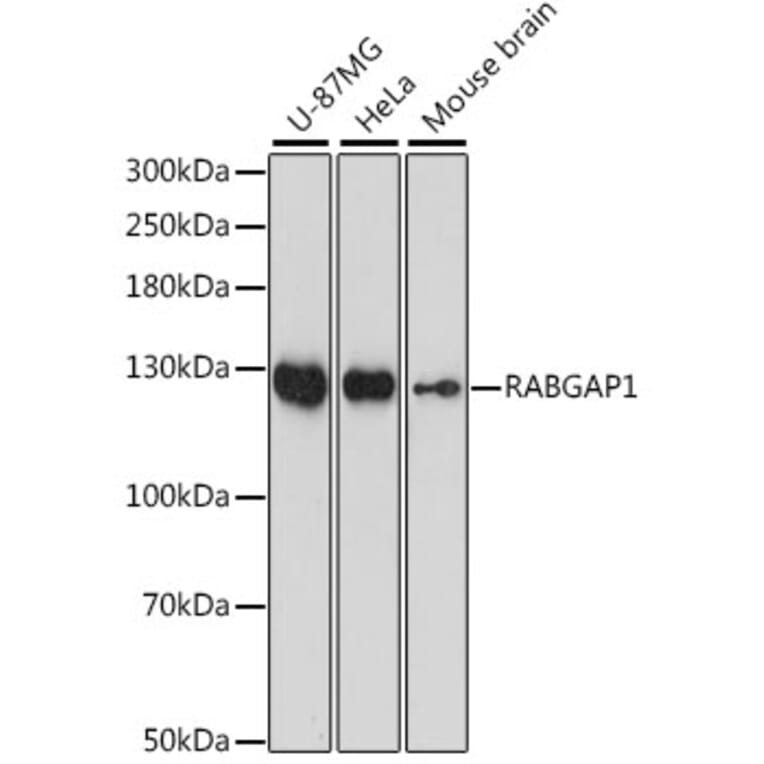 Western Blot - Anti-RABGAP1 Antibody (A88068) - Antibodies.com