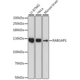 Western Blot - Anti-RABGAP1 Antibody (A88068) - Antibodies.com