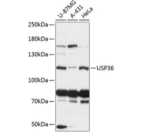 Western Blot - Anti-USP36 Antibody (A88070) - Antibodies.com