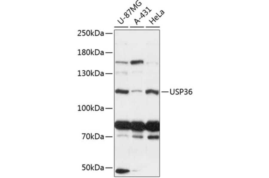 Western Blot - Anti-USP36 Antibody (A88070) - Antibodies.com