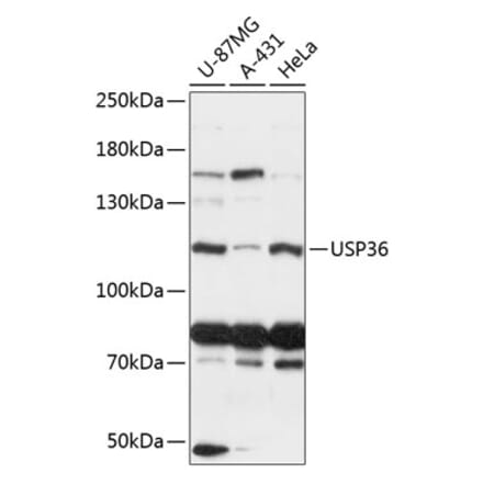 Western Blot - Anti-USP36 Antibody (A88070) - Antibodies.com