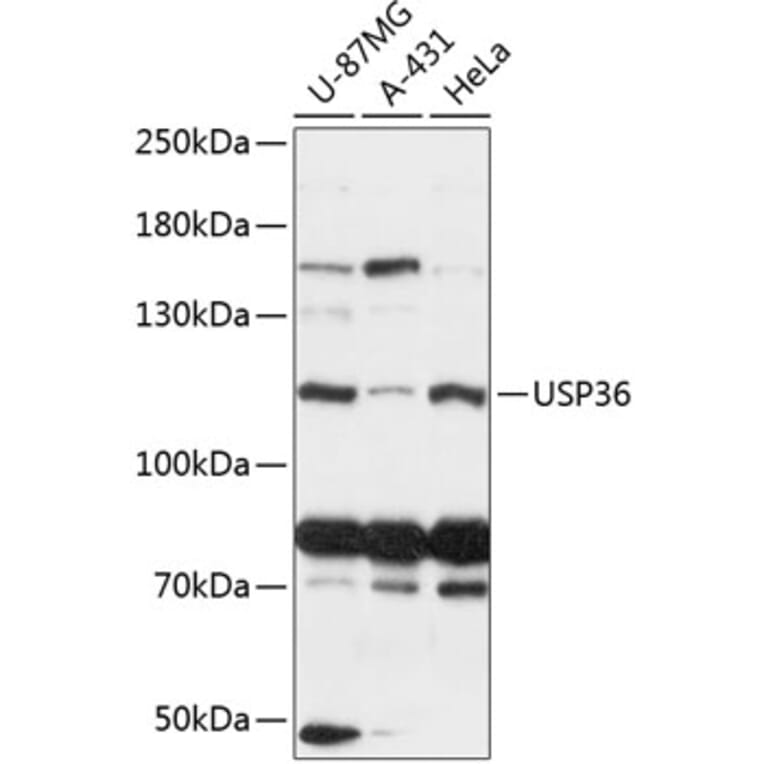 Western Blot - Anti-USP36 Antibody (A88070) - Antibodies.com