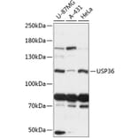 Western Blot - Anti-USP36 Antibody (A88070) - Antibodies.com