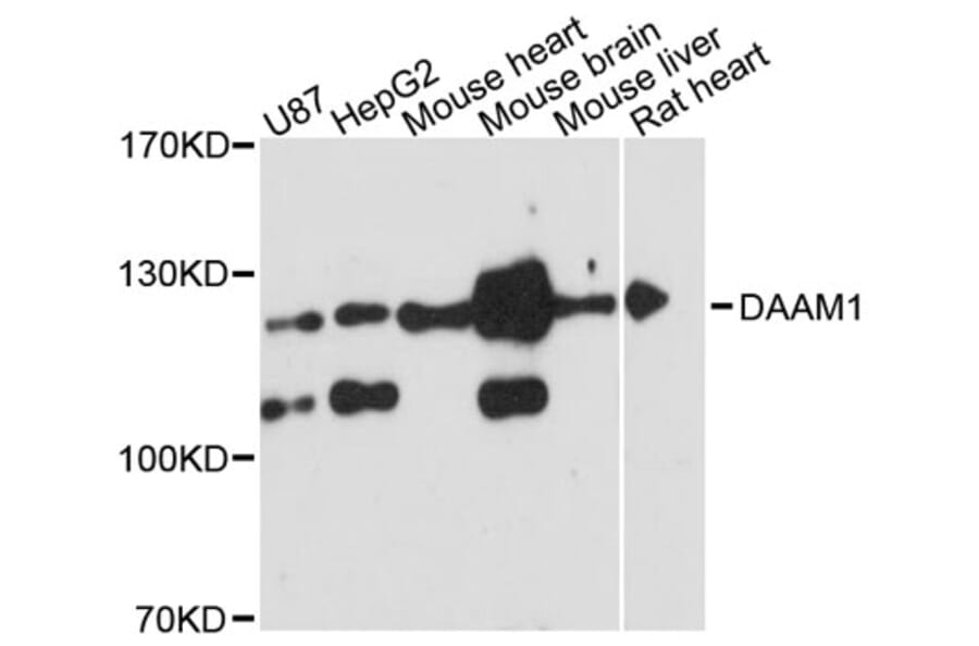 Western Blot - Anti-DAAM1 Antibody (A12929) - Antibodies.com