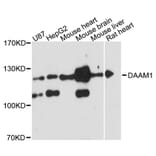 Western Blot - Anti-DAAM1 Antibody (A12929) - Antibodies.com