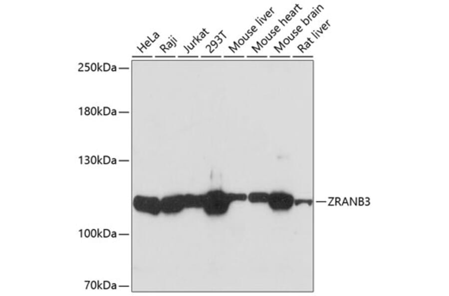Western Blot - Anti-AH2 Antibody (A88073) - Antibodies.com