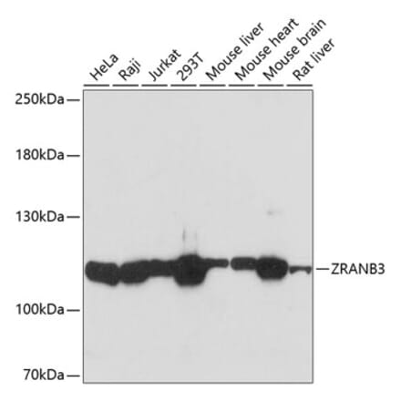 Western Blot - Anti-AH2 Antibody (A88073) - Antibodies.com