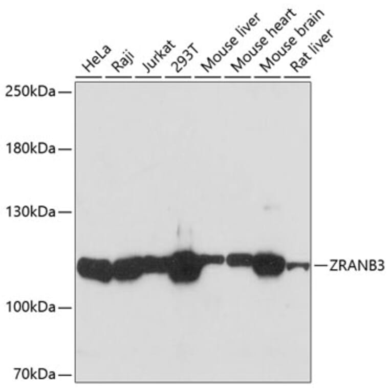 Western Blot - Anti-AH2 Antibody (A88073) - Antibodies.com