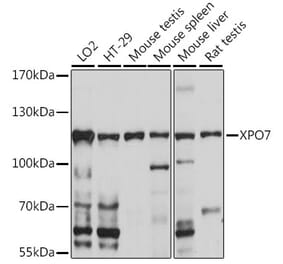 Western Blot - Anti-XPO7 Antibody (A88075) - Antibodies.com