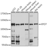 Western Blot - Anti-XPO7 Antibody (A88075) - Antibodies.com