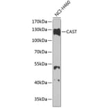 Western Blot - Anti-Calpastatin Antibody (A88076) - Antibodies.com