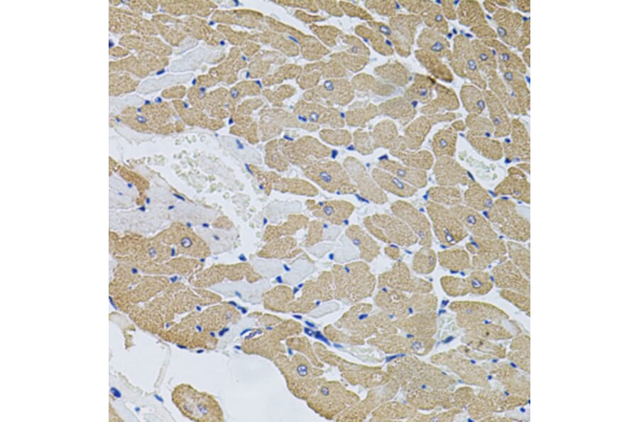Immunohistochemistry - Anti-Calpastatin Antibody (A88076) - Antibodies.com