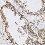 Immunohistochemistry - Anti-Calpastatin Antibody (A88076) - Antibodies.com