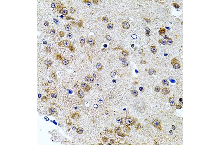 Immunohistochemistry - Anti-Calpastatin Antibody (A88076) - Antibodies.com