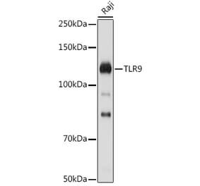 Western Blot - Anti-TLR9 Antibody (A88078) - Antibodies.com