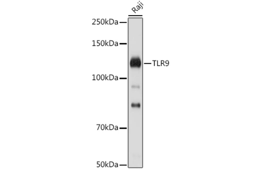 Western Blot - Anti-TLR9 Antibody (A88078) - Antibodies.com