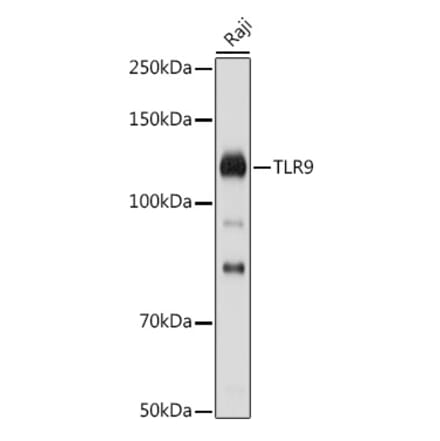 Western Blot - Anti-TLR9 Antibody (A88078) - Antibodies.com