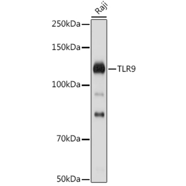 Western Blot - Anti-TLR9 Antibody (A88078) - Antibodies.com