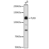 Western Blot - Anti-TLR9 Antibody (A88078) - Antibodies.com